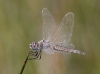 J16_1866 Selysiothemis nigra female